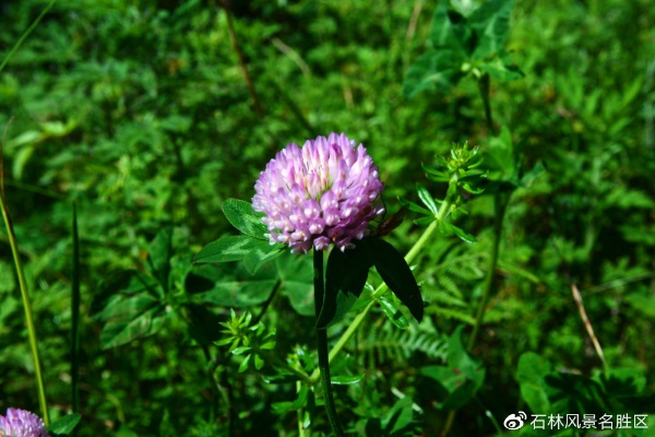 (顽石点头书)顽石点头龙胆紫：揭开神秘植物背后的草药传奇与生态价值